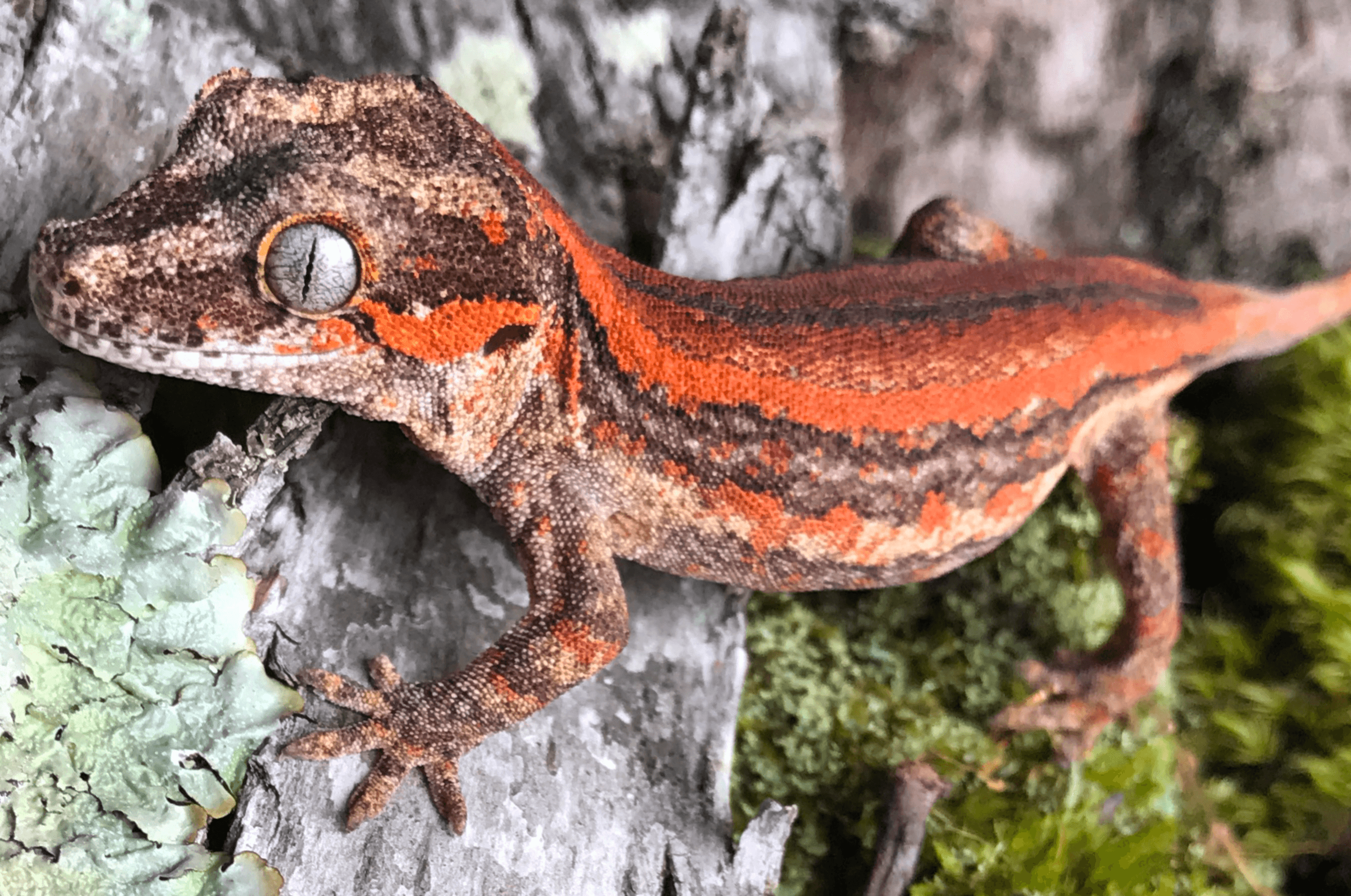 Gargoyle Gecko
