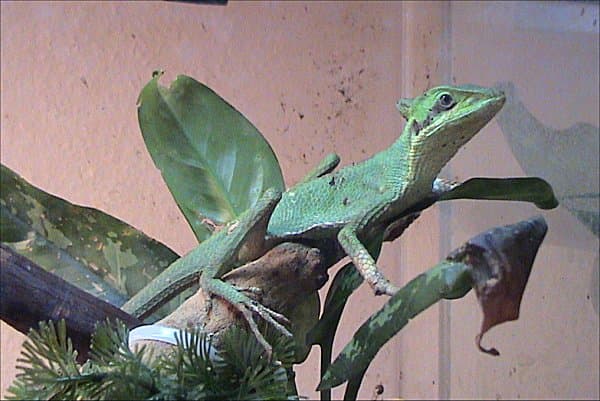 Eastern Casquehead Iguana