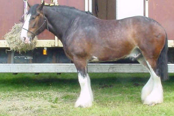 Shire Horse