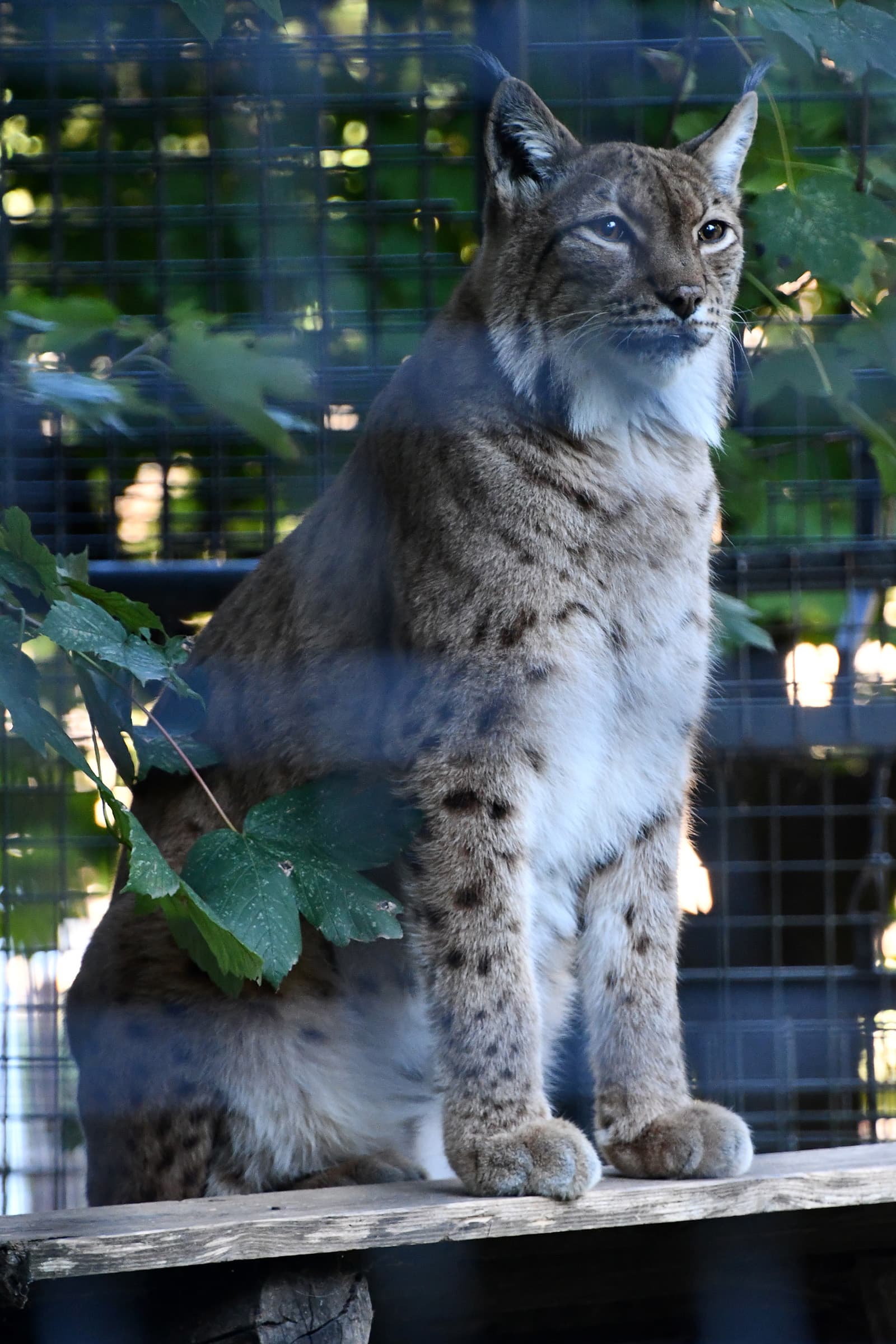 Carpathian Lynx