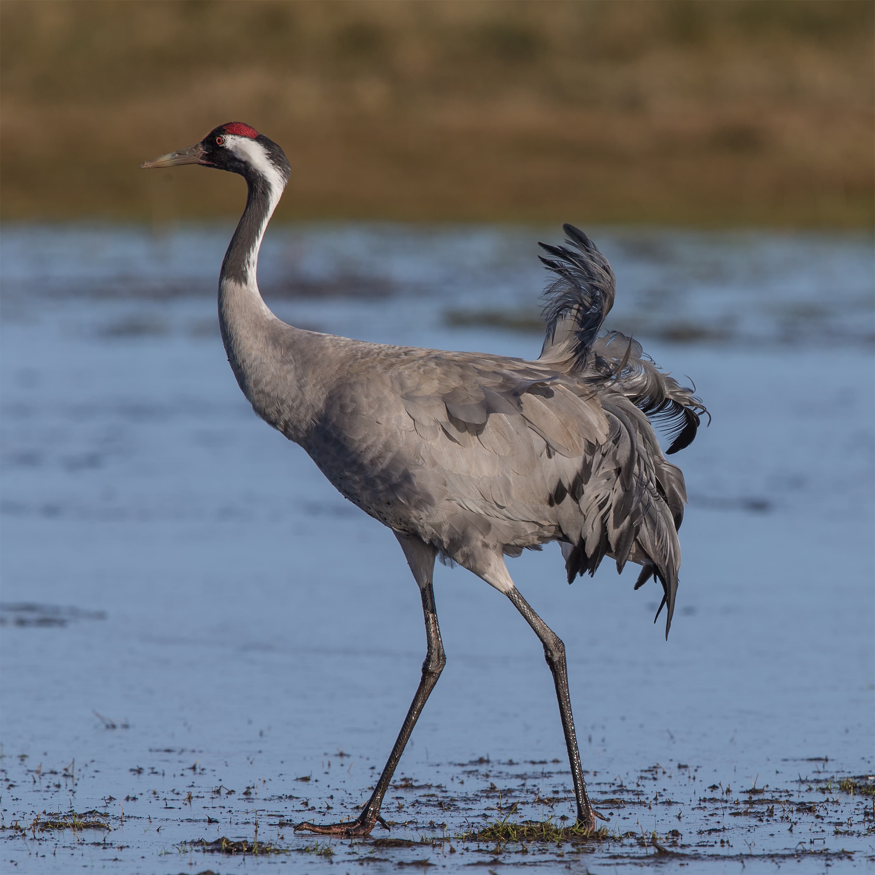 Eurasian Crane